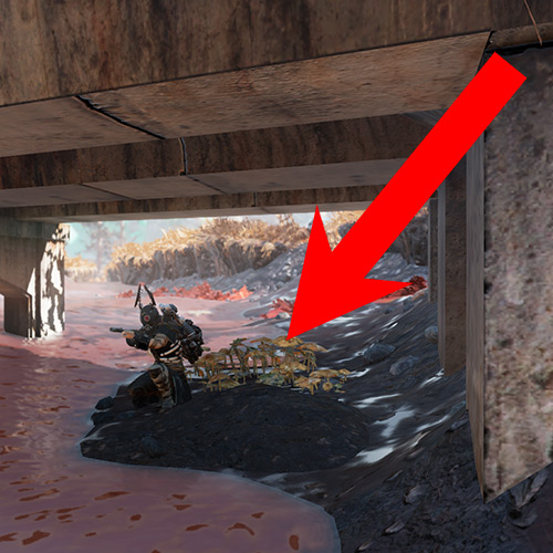Сокровище Клюквенного болота 4 в Fallout 76